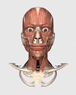 <b class=qtipBold><figcaption>Human head showing bone and muscles</figcaption></b><br>Human head showing bone and muscles.<br><em>© Stocktrek Images</em> Human head showing bone and muscles