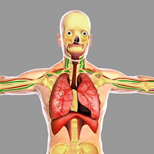 <b class=qtipBold><figcaption>Human respiratory system</figcaption></b><br>Human respiratory system.<br><em>© Stocktrek Images</em> Human respiratory system