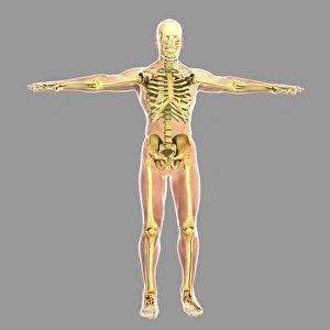 <b class=qtipBold><figcaption>Human skeletal system</figcaption></b><br>Human skeletal system.<br><em>© Stocktrek Images</em> Human skeletal system