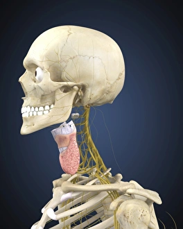 Human skeleton with nervous system and larynx organ of neck Human skeleton with nervous system and larynx organ of neck