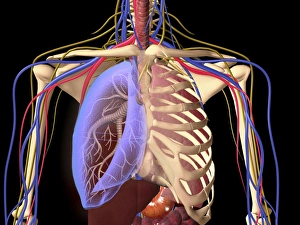Human skeleton showing a transparent lung with surrounding rib cage Human skeleton showing a transparent lung with surrounding rib cage