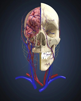 Human skull showing brain and circulatory system Human skull showing brain and circulatory system