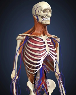 Human upper body showing bones, lungs and circulatory system Human upper body showing bones, lungs and circulatory system