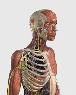 Human upper body showing muscle parts, axial skeleton, veins and nerves Human upper body showing muscle parts, axial skeleton, veins and nerves