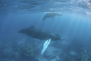 A humpback whale and her calf in the Caribbean Sea A humpback whale and her calf in the Caribbean Sea