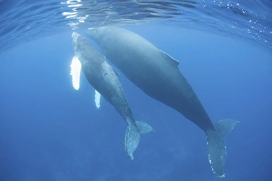 <b class=qtipBold><figcaption>A humpback whale mother and calf</figcaption></b><br>A humpback whale mother and calf (Megaptera novaengliae) surfaces to breathe in the Caribbean Sea. Atlantic Humpbacks migrate from northern feeding grounds to the Caribbean each winter to breed and give birth.<br><em>© Ethan Daniels/Stocktrek Images</em> A humpback whale mother and calf