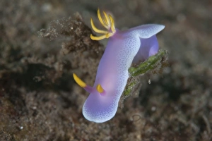 A Hypselodoris bullockii nudibranch crawls slowly across a reef A Hypselodoris bullockii nudibranch crawls slowly across a reef