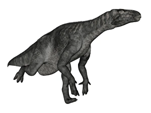 Iguanodon dinosaur running, white background Iguanodon dinosaur running, white background