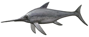 Illustration of an Eurhinosaurus from the prehistoric era Illustration of an Eurhinosaurus from the prehistoric era