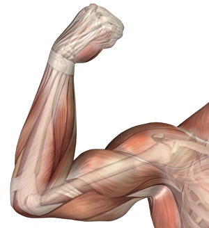Illustration of a flexed arm showing human bicep muscle Illustration of a flexed arm showing human bicep muscle