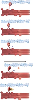 <b class=qtipBold><figcaption>Illustration of muscle contraction</figcaption></b><br>Illustration of muscle contraction.<br><em>© Alan Gesek/Stocktrek Images</em> Illustration of muscle contraction