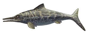 Illustration of a prehistoric Ophthalmosaurus discus Illustration of a prehistoric Ophthalmosaurus discus