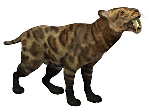 Illustration of a Smilodon Cat from the Cenozoic Era Illustration of a Smilodon Cat from the Cenozoic Era