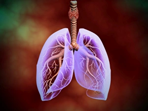 Illustration of trachea with lungs, transperancy look Illustration of trachea with lungs, transperancy look
