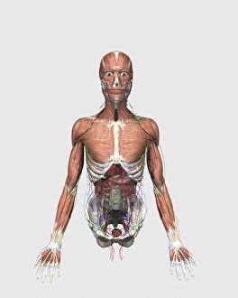 Illustration of upper human torso with muscles, lymphatic system and digestive organs Illustration of upper human torso with muscles, lymphatic system and digestive organs
