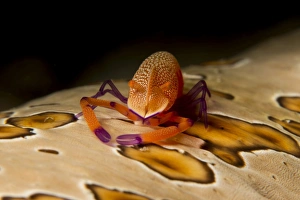 Imperial shrimp on beige spotted sea cucumber Imperial shrimp on beige spotted sea cucumber