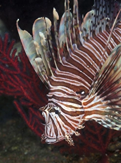Indonesian Lionfish on a wreck site off the coast of North Carolina Indonesian Lionfish on a wreck site off the coast of North Carolina