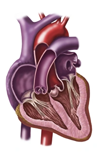 Interior of human heart showing atria and ventricles Interior of human heart showing atria and ventricles