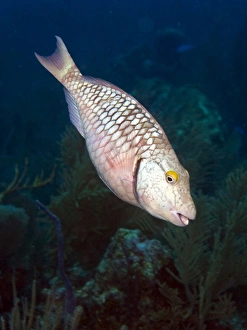 Intermediate stage Stoplight Parrotfish on Caribbean reef Intermediate stage Stoplight Parrotfish on Caribbean reef