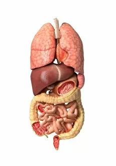 Internal organs of the respiratory and digestive system