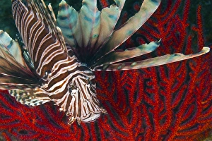 An Invasive Indo-Pacific Lionfish off the coast of North Carolina An Invasive Indo-Pacific Lionfish off the coast of North Carolina