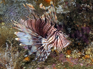 Invasive Indo-Pacific lionfish on wreck in North Carolina Invasive Indo-Pacific lionfish on wreck in North Carolina