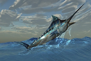 An iridescent Blue Marlin bursts from ocean waters An iridescent Blue Marlin bursts from ocean waters