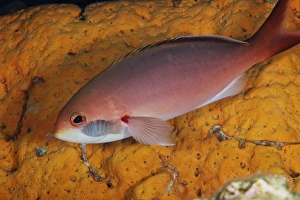 Related Images Gallery: Isopod feeding on a Creolefish