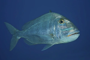 Jolthead Porgy in the waters off the coast of Bonaire Jolthead Porgy in the waters off the coast of Bonaire