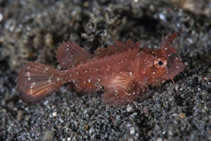 A juvenile Ambon scorpionfish on the sandy seafloor of Indonesia A juvenile Ambon scorpionfish on the sandy seafloor of Indonesia