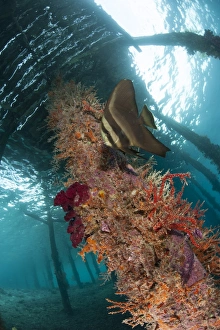 A juvenile golden spadefish against a coral encrusted strut under Arborek Jetty A juvenile golden spadefish against a coral encrusted strut under Arborek Jetty