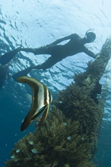 A juvenile golden spadefish whilst a local villager watches from the surface A juvenile golden spadefish whilst a local villager watches from the surface