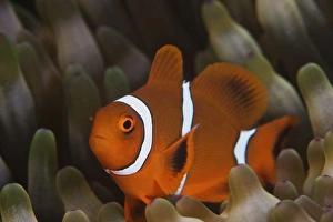 A juvenile Spine Cheek clownfish in its host anemone, Papua New Guinea A juvenile Spine Cheek clownfish in its host anemone, Papua New Guinea