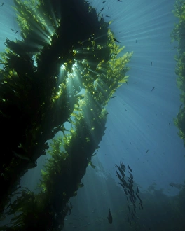 <b class=qtipBold><figcaption>Kelp forest with school of fish</figcaption></b><br>Kelp forest with school of fish, Catalina Island, California.<br><em>© Brent Barnes/Stocktrek Images</em> Kelp forest with school of fish