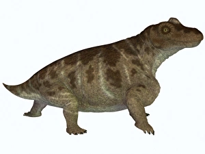 Keratocephalus, a semi-aquatic dinosaur from the Permian Age Keratocephalus, a semi-aquatic dinosaur from the Permian Age