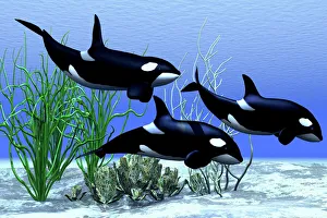 Killer whales hunt together in the beautiful clear ocean