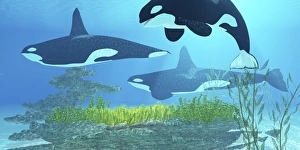Three killer whales pass over a reef on a journey to find their next prey Three killer whales pass over a reef on a journey to find their next prey