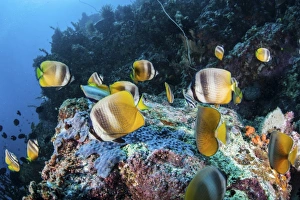 Kleins butterflyfish swim over a reef near Sulawesi, Indonesia