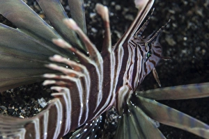 A Kodipungi lionfish near the island of Sulawesi, Indonesia A Kodipungi lionfish near the island of Sulawesi, Indonesia