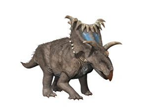 Kosmoceratops is a ceratopsian dinosaur from the Late Cretaceous period Kosmoceratops is a ceratopsian dinosaur from the Late Cretaceous period