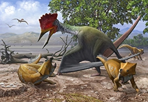 A large Bakonydraco pterosaur attacking a nest of small Ajkaceratops A large Bakonydraco pterosaur attacking a nest of small Ajkaceratops