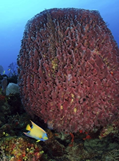 A large barrel sponge with Queen Angelfish on Caribbean reef A large barrel sponge with Queen Angelfish on Caribbean reef