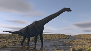 Large Brachiosaurus walking along a dry riverbed Large Brachiosaurus walking along a dry riverbed