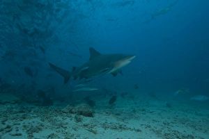 A large bull shark at The Bistro dive site in Fiji A large bull shark at The Bistro dive site in Fiji