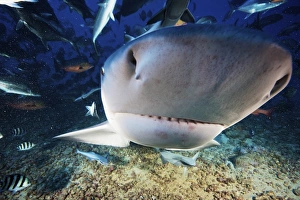 A large bull shark bumps the photographers camera, Fiji A large bull shark bumps the photographers camera, Fiji