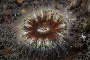 A large coral polyp grows on the seafloor of a kelp forest A large coral polyp grows on the seafloor of a kelp forest
