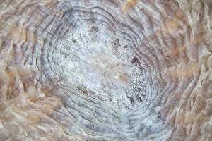 Detail of a large coral polyp in Komodo National Park, Indonesia Detail of a large coral polyp in Komodo National Park, Indonesia