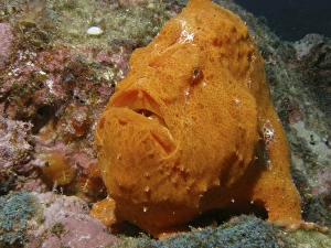 A large orange frogfish at Cocos Island in Costa Rica A large orange frogfish at Cocos Island in Costa Rica
