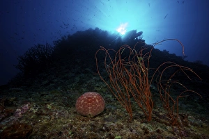 A large Pin-Cushion Sea Star beside some sea whips on a deep reef off the coast of Fiji A large Pin-Cushion Sea Star beside some sea whips on a deep reef off the coast of Fiji