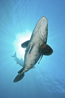 A large potato cod with oceanic blacktip shark in background A large potato cod with oceanic blacktip shark in background